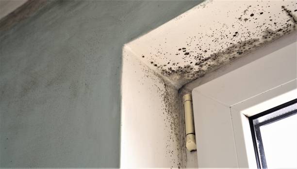 Professional Mold Removal in Radium Springs, NM