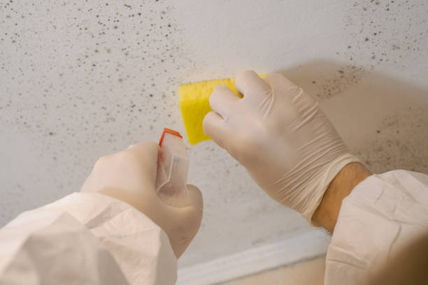 Asbestos and Lead Testing During Mold Inspection in Radium Springs, NM